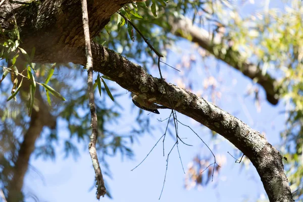 Red Bellied Woodpecker Melanerpes Carolinus Hanging Bottom Tree Limb Foraging — Foto de Stock