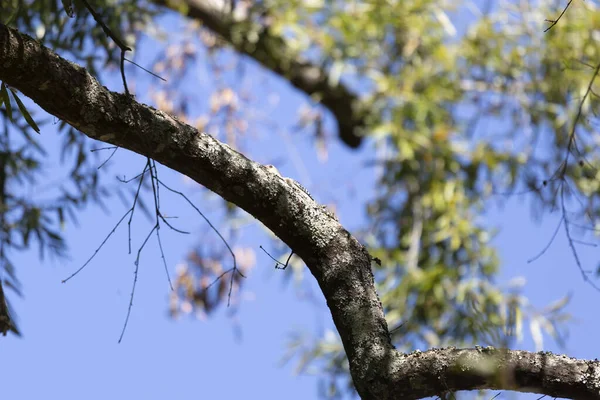 Red Bellied Woodpecker Melanerpes Carolinus Top Tree Limb — Stok fotoğraf