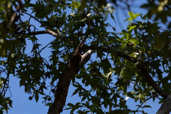 Red Bellied Woodpecker Melanerpes Carolinus Foraging Tree Branch — Stok fotoğraf