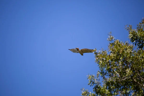 Краснохвостый Ястреб Buteo Jamaicensis Пролетает Мимо Верхушки Дерева — стоковое фото