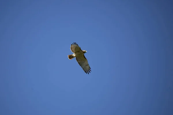 Red Tailed Hawk Also Known Chicken Hawk Buteo Jamaicensis Flapping — Stock fotografie