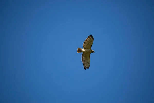 Red Tailed Hawk Also Known Chickenhawk Buteo Jamaicensis Soaring Deep — Stock Fotó