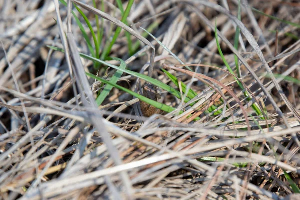 Blanchard Cricket Frog Acris Crepitans Blanchardi Hiding Dried Grass — 图库照片
