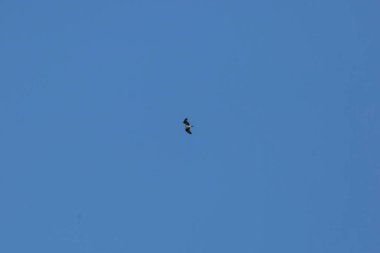 Osprey (Pandion haliaetus) soaring high in a deep blue sky