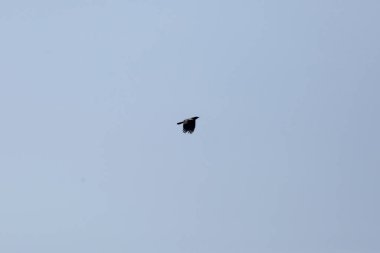 Fish crow (Corvus ossifragus) in flight through a light blue sky