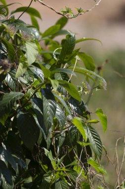 Cloudless sulphur butterfly (Phoebis sennae) pollinating a plant with violet blooming flowers