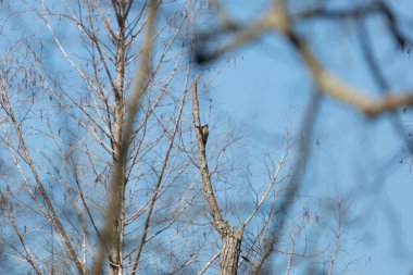 Yellow-shafted northern flicker (Colaptes auratus) looking away from its perch on a dying tree