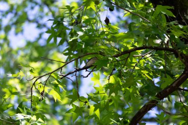 Tufted-titmouse (Baeolophus bicolor) eating a petal from a wisteria vine