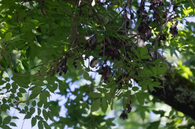 Tufted-titmouse (Baeolophus bicolor) on a small tree twig