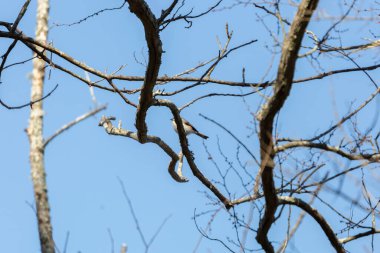 Beak of a tufted-titmouse (Baeolophus bicolor) peeking out from a bare tree branch