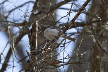 Tufted-titmouse (Baeolophus bicolor) looking around from a bare tree