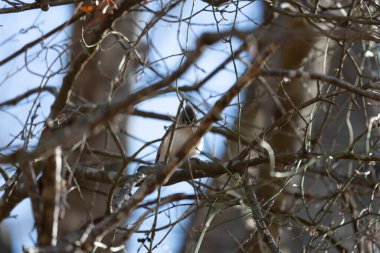Tufted-titmouse (Baeolophus bicolor) looking down from a bare tree