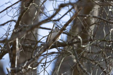 Tufted-titmouse (Baeolophus bicolor) looking out from a bare tree