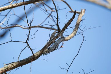 Golden-crowned kinglet (Regulus satrapa) preparing to jump off a limb