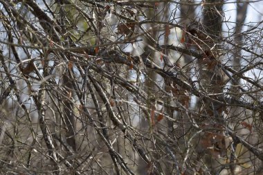 Golden-crowned kinglet (Regulus satrapa) hidden in dark bramble preparing to hop down