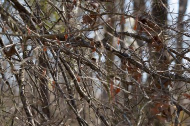 Golden-crowned kinglet (Regulus satrapa) hidden in dark bramble