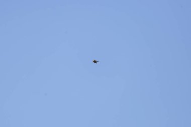 Sharp-shinned hawk (Accipiter striatus) in flight through a blue sky