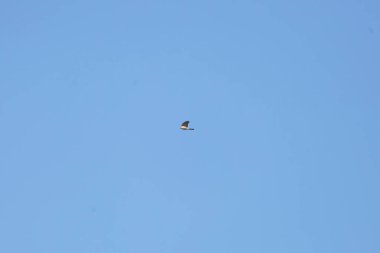 Sharp-shinned hawk (Accipiter striatus) in flight through a blue sky