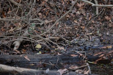 White-throated sparrow (Zonotrichia albicollis) hidden in brown foliage
