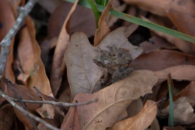 Tiny northern cricket frog (Acris crepitans) on a brown leaf, facing left