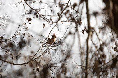 Female cardinal (Cardinalis cardinalis) with her crest up as she eats a berry from a tree