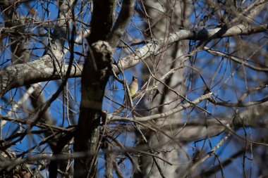 Curious cedar waxwing (Bombycilla cedrorum) looking around from its perch on a tree