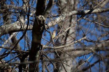 Majestic cedar waxwing (Bombycilla cedrorum) looking out from its perch on a tree branch