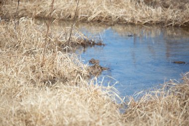 Shallow watery marshland filled with thick dried grasses