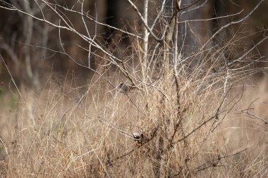 Lincoln's sparrow (Melospiza lincolnii) perched in a short bush