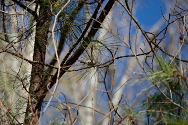 Golden-crowned kinglet (Regulus satrapa) perched in a pine tree