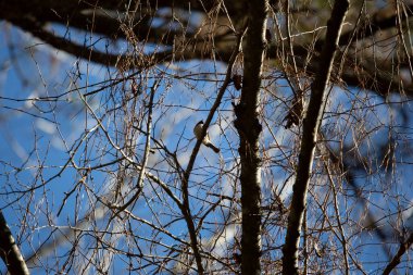 Underbelly and chin of majestic Carolina chickadee (Poecile carolinensis) looking out from a tree