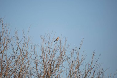 Watchful American kestrel, also known as a sparrow hawk, (Falco sparverius) looking out from its perch on a branch