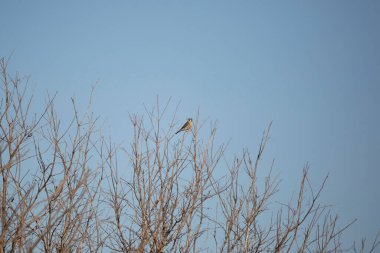 Curious American kestrel, also known as a sparrow hawk, (Falco sparverius) looking over its shoulder