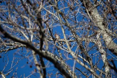 Curious yellow-shafted northern flicker (Colaptes auratus) cocking its head