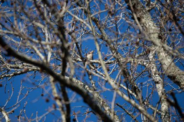 Curious yellow-shafted northern flicker (Colaptes auratus) cocking its head
