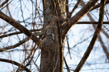 Downy woodpecker (Picoides pubescens) on a tree trunk
