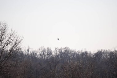White-tailed kite (Elanus leucurus) flying through the air near a forest