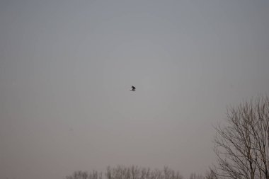 White-tailed kite (Elanus leucurus) flying around at dusk