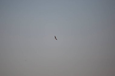 White-tailed kite (Elanus leucurus) flying around at dusk