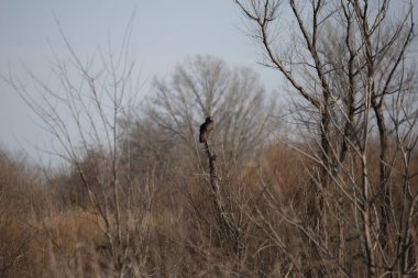 Turkey vulture (Cathartes aura) grooming on a tree