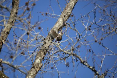 Doğu gri sincabı (Sciurus carolinensis) ağaca tırmanıyor