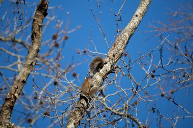 Two eastern gray squirrels (Sciurus carolinensis) on a tree