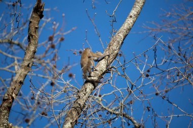Pair of eastern gray squirrels (Sciurus carolinensis) mating in a tree