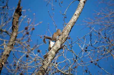 Pair of eastern gray squirrels (Sciurus carolinensis) climbing a tree together