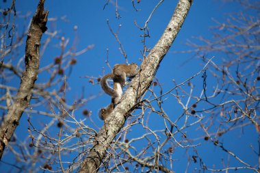 Pair of Eastern gray squirrels (Sciurus carolinensis) mating on a tree