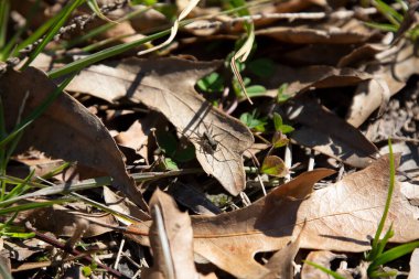 Spotted wolf spider (Pardosa amentata) on a dead leaf on the ground