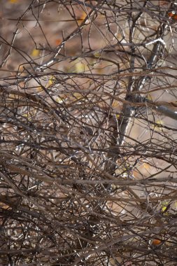 Curious fox sparrow (Passerella iliaca) looking down from its perch