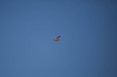 Krider's red-tailed hawk (Buteo jamaicensis) flying through a blue sky