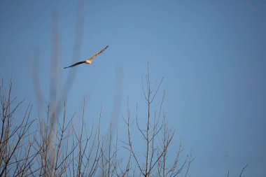 Northern harrier (Circus hudsonius) flying through a pretty, blue sky