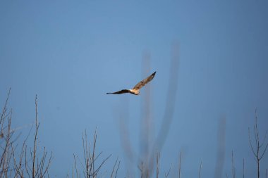 Northern harrier (Circus hudsonius) flying through a pretty, blue sky